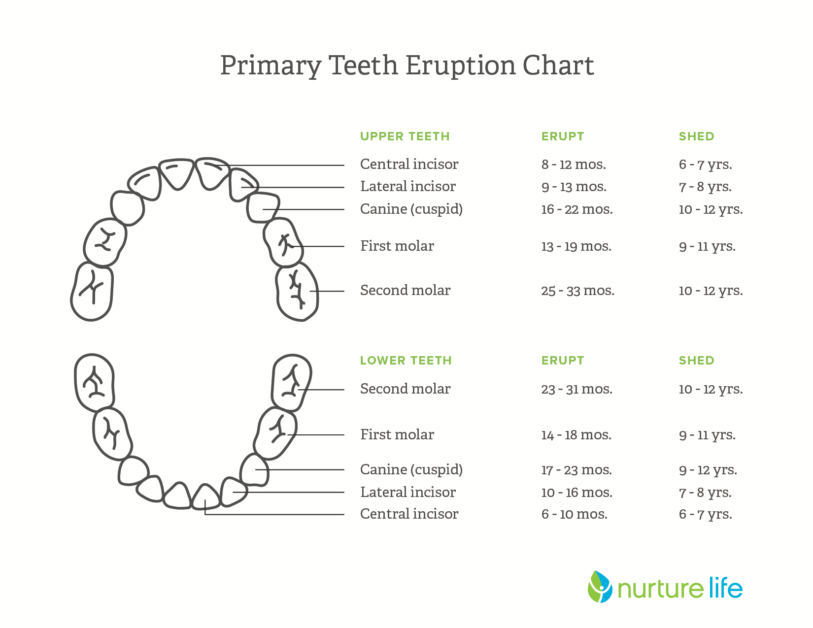 6-Year Molars & Losing Baby Teeth: What to Expect - Nurture Life